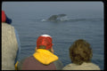 731032 Whale Watching At Brier Island, Digby County, Nova Scotia A4 Photo Print
