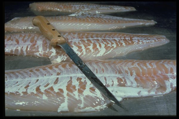 731037 Fresh Cod Being Filleted, Nova Scotia A4 Photo Print