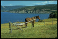 731042 Cape North On Tip Of Cabot Trail, Cape Breton, Nova Scotia A4 Photo Print