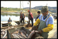 731047 Cleaning Cod At Belle Marche On Cabot Trail, Cape Breton, Nova Scotia A4 Photo Print