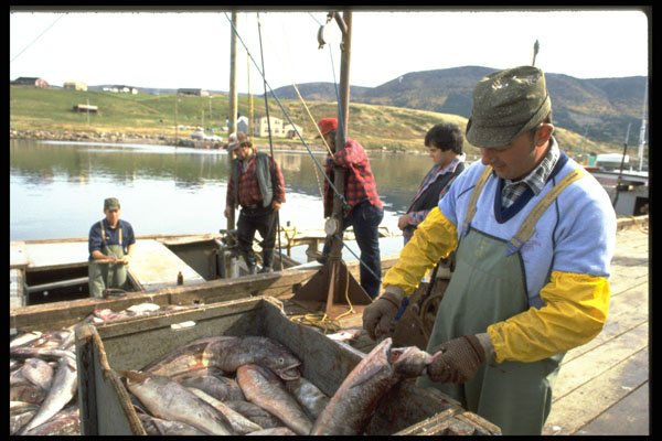 731047 Cleaning Cod At Belle Marche On Cabot Trail, Cape Breton, Nova Scotia A4 Photo Print