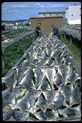 731049 Drying Cod In The Sun, Cape Breton, Nova Scotia A4 Photo Print