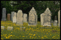 731059 Old Headstones In Graveyard, Nova Scotia A4 Photo Print