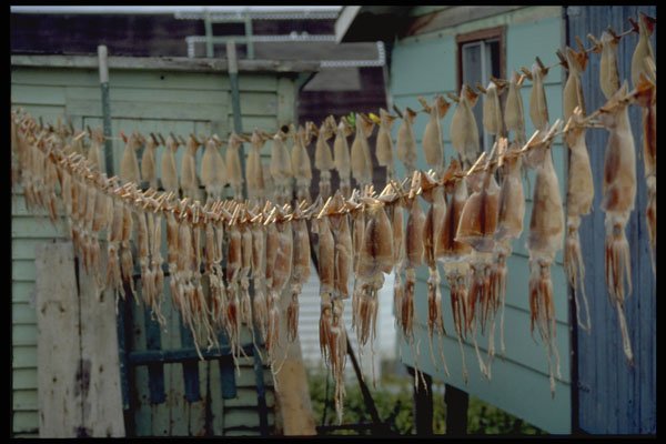 731082 Drying Squid, Twillingate, Newfoundland A4 Photo Print