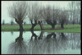 735055 Pollard willows Reflected On Thawing Ice A4 Photo Print