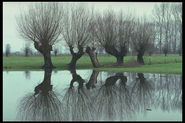 735055 Pollard willows Reflected On Thawing Ice A4 Photo Print