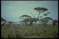 735094 Giraffe, Kenya A4 Photo Print