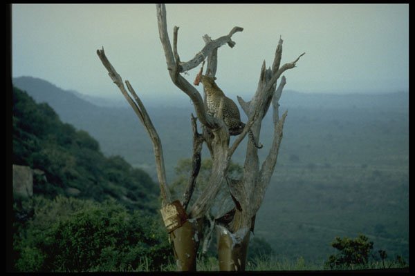 735095 Leopard, Kenya A4 Photo Print
