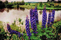 736008 Lupines, Downtown Nova Scotia, Canada A4 Limited Edition Watercolour Print