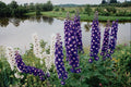 736008 Lupines, Downtown Nova Scotia, Canada A4 Photo Print