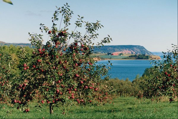 736009 Apple Orchard With Cape Blomindon In Background, Nova Scotia, Canada A4 Photo Print