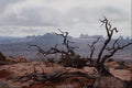 736036 Dead Tree, Arches National Park, Utah, U.S.A. A4 Photo Print