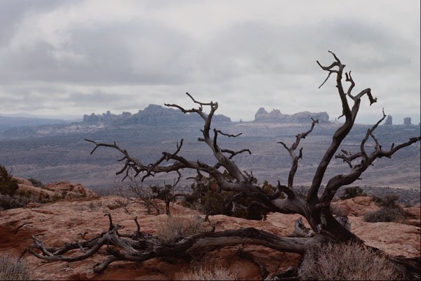 736036 Dead Tree, Arches National Park, Utah, U.S.A. A4 Photo Print