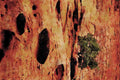 736050 Juniper On Sandstone, Utah, U.S.A. A4 Limited Edition Watercolour Print