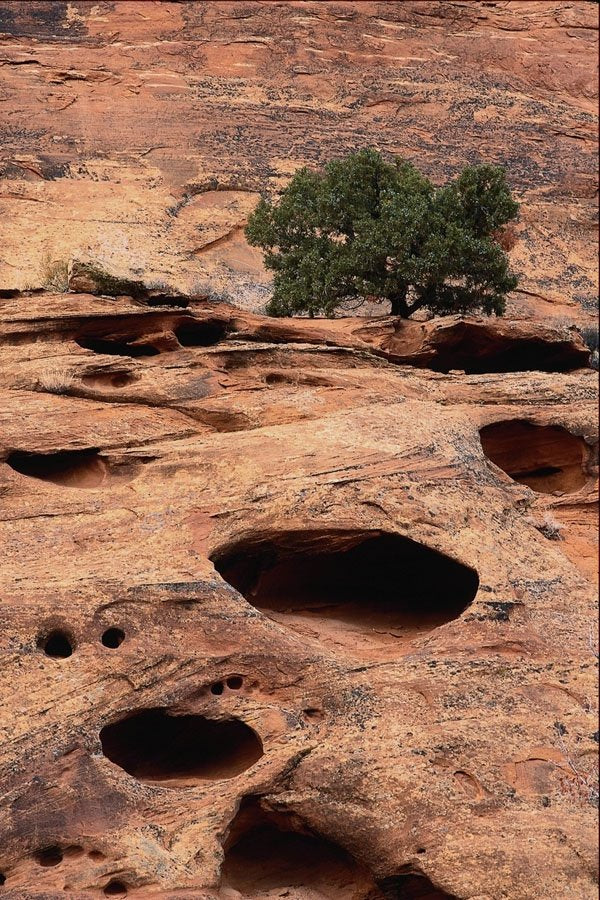 736050 Juniper On Sandstone, Utah, U.S.A. A4 Photo Print