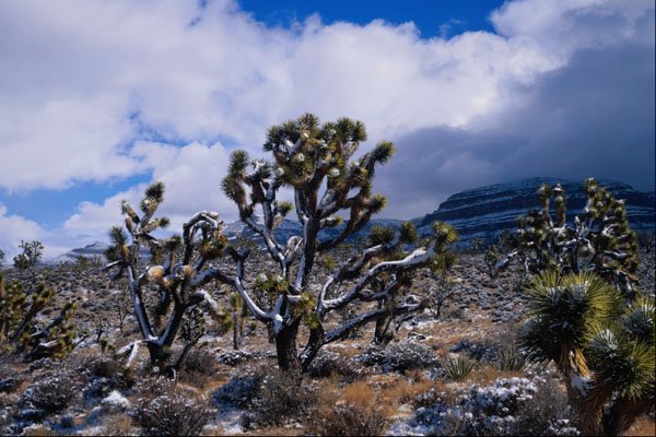 736088 Joshua Trees, Meadview, Arizona, U.S.A. A4 Photo Print