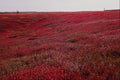 737036 Blueberry Field Near Pennfield, Charlotte County, New Brunswick, Canada A4 Photo Print