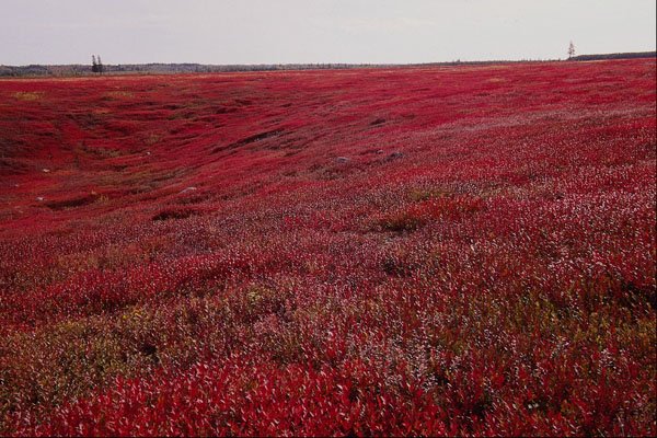 737036 Blueberry Field Near Pennfield, Charlotte County, New Brunswick, Canada A4 Photo Print