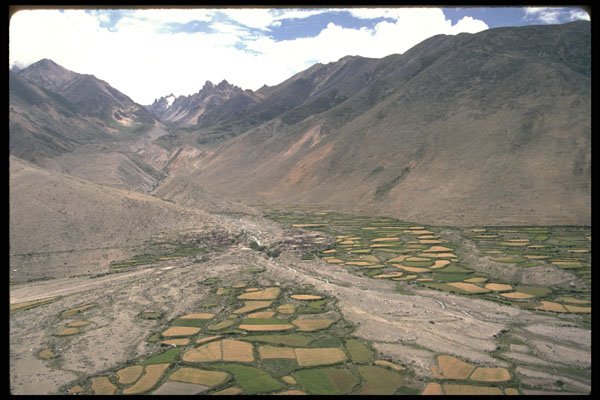 737066 Cultivated Barley Fields A4 Photo Print