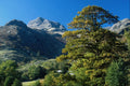 737073 Sunset Tree Before Langdale Pikes, Lake District, England A4 Photo Print