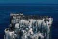 737075 Pinnacle Rocks, Guillemot Colony A4 Photo Print