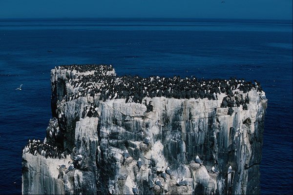 737075 Pinnacle Rocks, Guillemot Colony A4 Photo Print