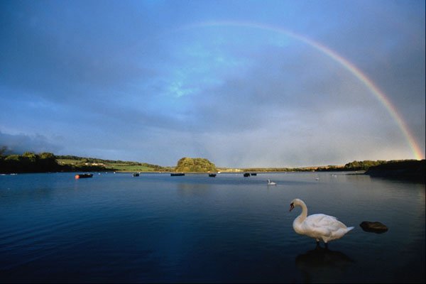 737077 Rainbow And Swan A4 Photo Print