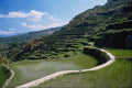737099 Path Among The Rice Terraces, Malincong, Luzon, Philippines A4 Photo Print