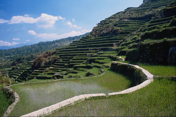 737099 Path Among The Rice Terraces, Malincong, Luzon, Philippines A4 Photo Print