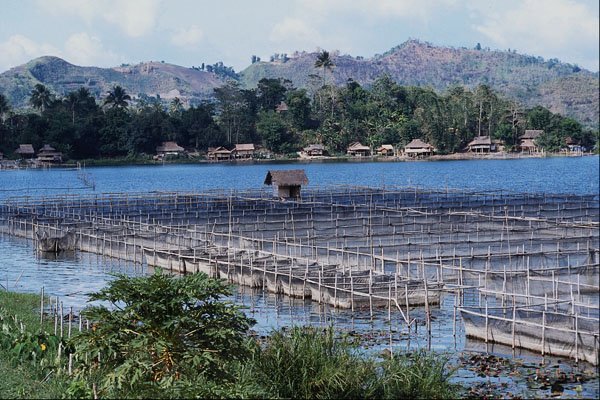 738000 Fish Breeding, Lake Sebu, Mindanao, Philippines A4 Photo Print