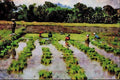 738001 People Planting Rice, Lake Sebu, Philippines A4 Limited Edition Watercolour Print