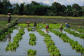 738001 People Planting Rice, Lake Sebu, Philippines A4 Photo Print