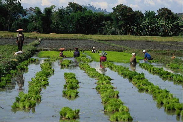 738001 People Planting Rice, Lake Sebu, Philippines A4 Photo Print