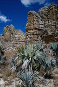 738009 Isalo Massif, South Central Madagascar A4 Photo Print
