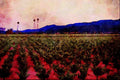 738036 Three Palms Vineyard, Napa Valley, California, U.S.A. A4 Limited Edition Watercolour Print