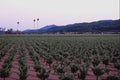 738036 Three Palms Vineyard, Napa Valley, California, U.S.A. A4 Photo Print