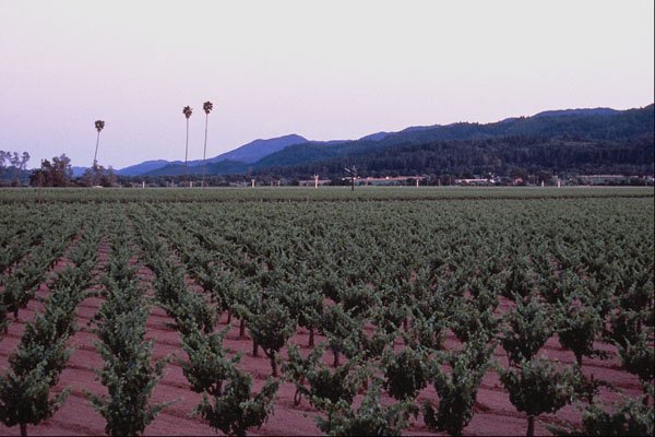 738036 Three Palms Vineyard, Napa Valley, California, U.S.A. A4 Photo Print