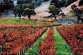 738037 Vineyard, Mayacamas Region A4 Limited Edition Watercolour Print