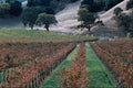 738037 Vineyard, Mayacamas Region A4 Photo Print
