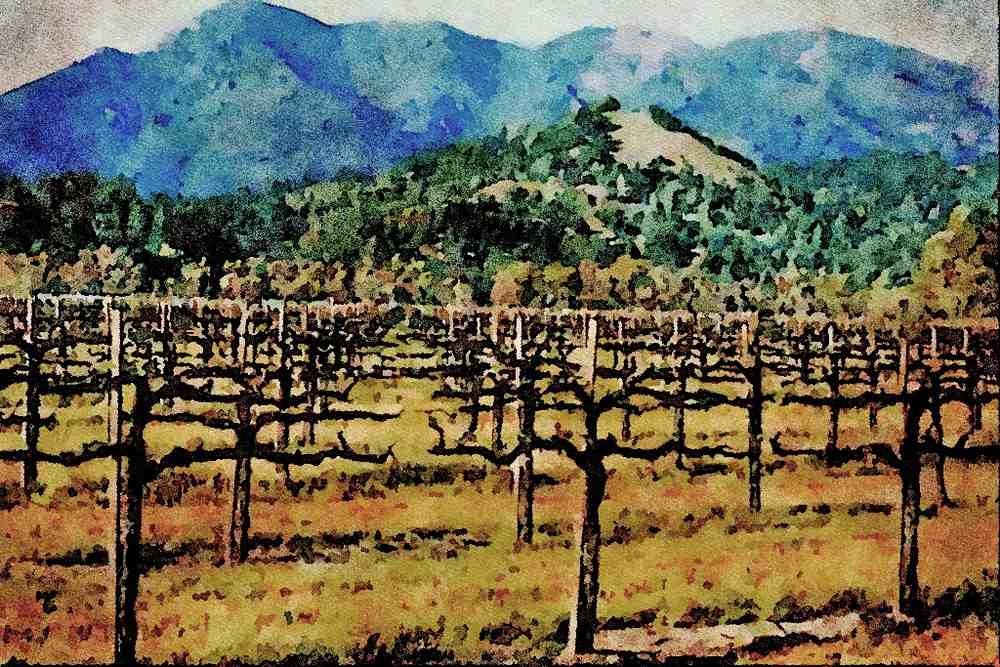 738038 Vineyard, Alexander Valley, California, U.S.A. A4 Limited Edition Watercolour Print