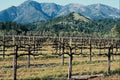 738038 Vineyard, Alexander Valley, California, U.S.A. A4 Photo Print