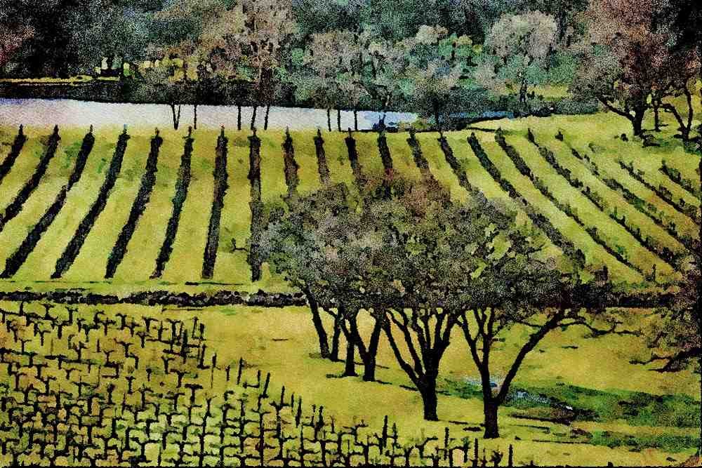 738039 Vineyard, Napa Valley, California, U.S.A. A4 Limited Edition Watercolour Print