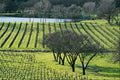 738039 Vineyard, Napa Valley, California, U.S.A. A4 Photo Print