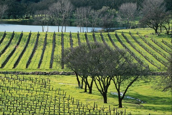 738039 Vineyard, Napa Valley, California, U.S.A. A4 Photo Print