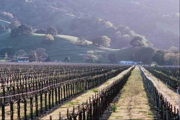 738040 Vineyard, Mayacamas Region A4 Photo Print