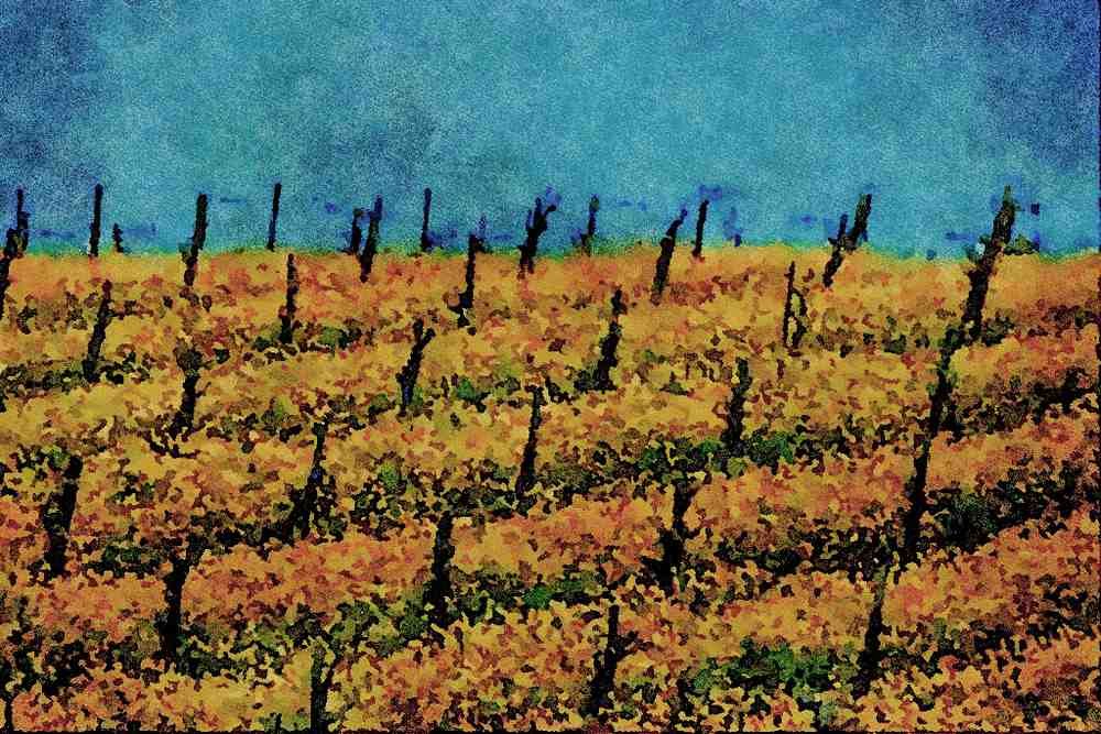 738042 Mustard In Vineyard, Napa Valley, California, U.S.A. A4 Limited Edition Watercolour Print
