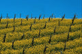 738042 Mustard In Vineyard, Napa Valley, California, U.S.A. A4 Photo Print