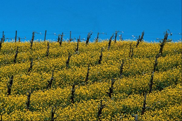 738042 Mustard In Vineyard, Napa Valley, California, U.S.A. A4 Photo Print