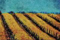 738043 Mustard In Vineyard, Napa Valley, California, U.S.A. A4 Limited Edition Watercolour Print