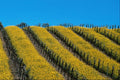 738043 Mustard In Vineyard, Napa Valley, California, U.S.A. A4 Photo Print